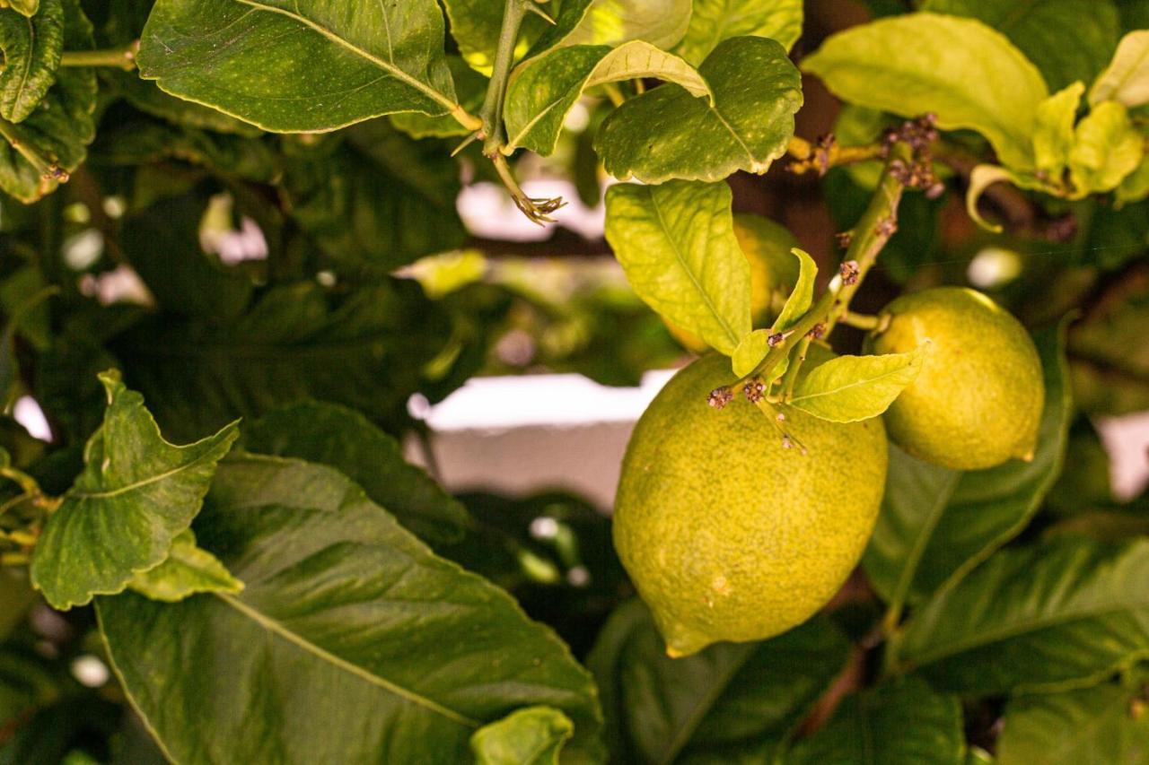 Lemon Tree Apartment Luz Buitenkant foto
